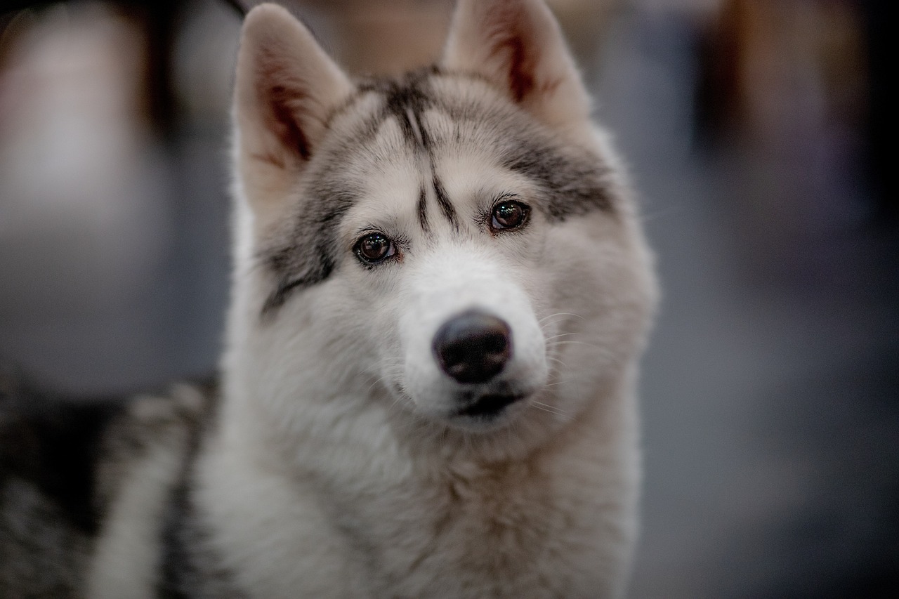 The Unique Grooming Needs of Long-Haired Dog Breeds